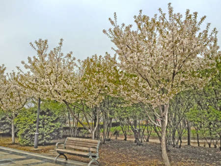 Bench in the park.の素材