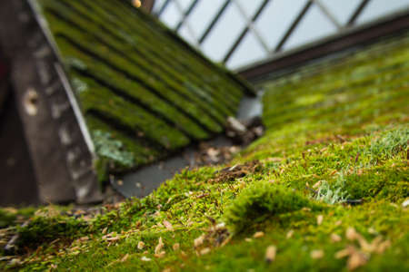 Moss and greenery on a treehouse roof with a window in the backgroundの写真素材