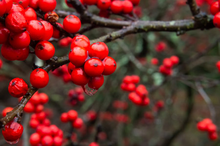 Red winter berries with water droplet and reflectionの写真素材