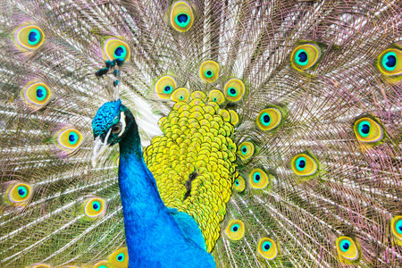 Bright beautifil peacock, closeup.の写真素材