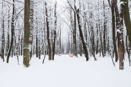 Snawfall in the forest.の写真素材