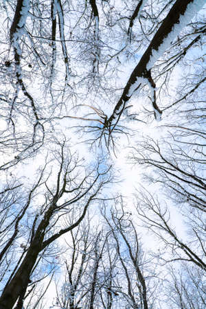 Snow covered trees branches, bottom view.の写真素材
