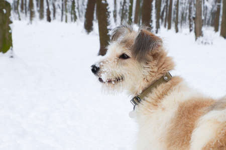 Shaggy dog in the park. Winter season.の写真素材