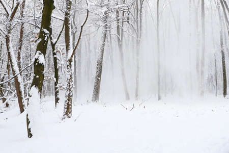 Snowfall in the forest.の写真素材