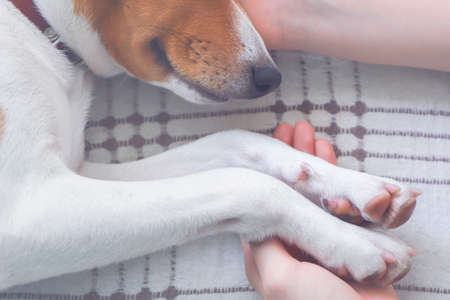 Girl holding paws and dog head, toned.の写真素材