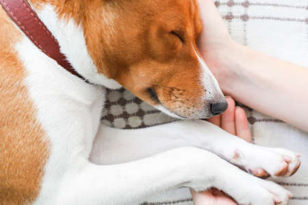 Girl holding paws and dog head.の写真素材