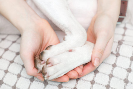 A girl holding a dog's paws, close up.