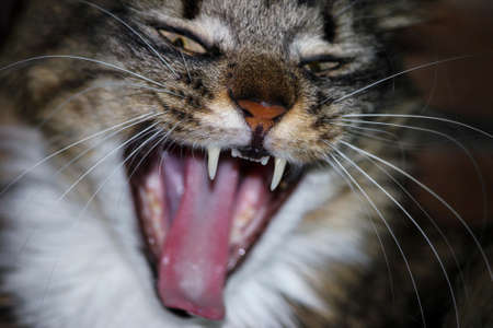 Yawning breed Maine Coon Cat, close up.の写真素材