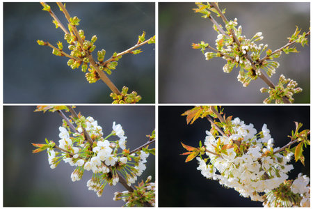 Collage of branches of a flowering tree. The process of blossoming flowers on the tree.