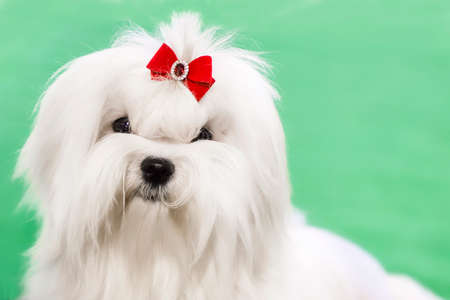 Maltese dog with a bow looking up at the camera.の写真素材