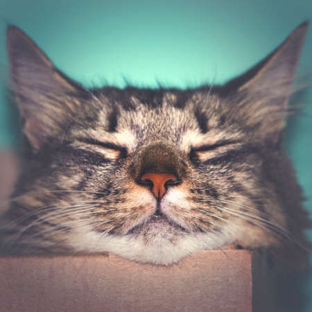 Sleeping domestic cat in the box, toned, close up.の写真素材