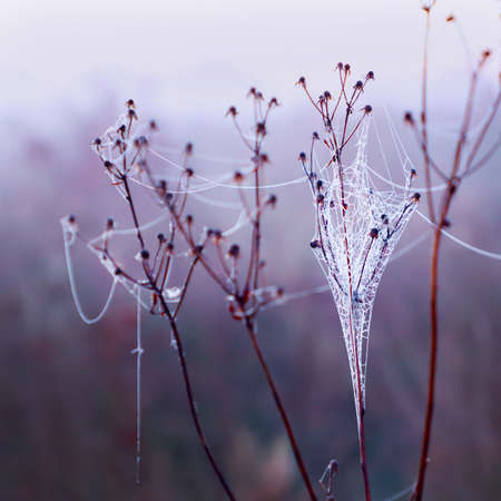 Cobweb with water drops on the grass, close up.の写真素材