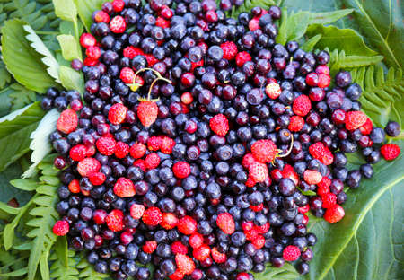Forest berries lying on green leaves, close up. Fresh vegan food.の写真素材