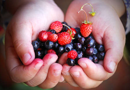 Little girl holding forest berries in open palms. Fresh vegan food.の写真素材