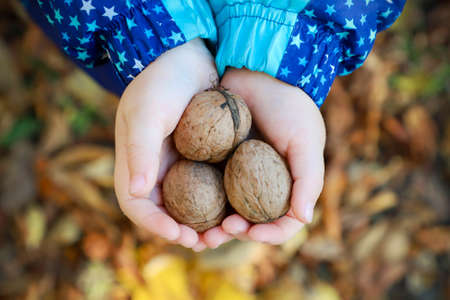 Child holding a handful of walnuts in open palms.  Selective focus. Fresh vegan food.の写真素材