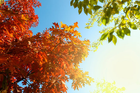 Autumn red oak leaves on the blue sky background.