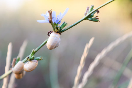 Little snail sitting on the grass.の写真素材