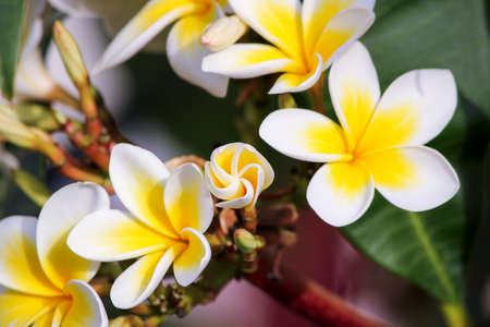 White and yellow plumeria flowers on a tree.の写真素材