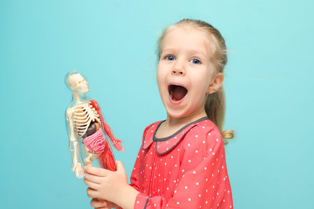 Little funny blonde girl explore the structure of human body. The skeleton of a man with insides....