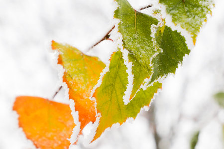 Bright autumn leaves covered with the first snow. The first frost.