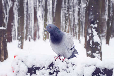 Pigeon sits on a snowy bench in a park.の写真素材