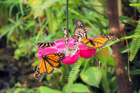 Butterfly feeding in the arboretum.の写真素材