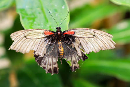 Exotic butterfly with damaged wings.の写真素材