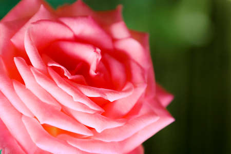 Blooming roses in the garden, close up.の写真素材