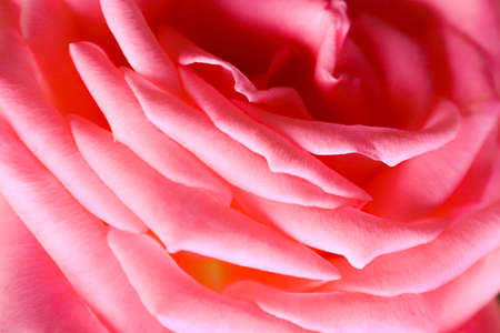 Blooming roses in the garden, close up.の写真素材