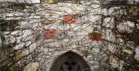 Old dry plant climb on the wall.の写真素材