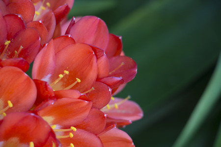 Inflorescence cleave on a green backgroundの写真素材