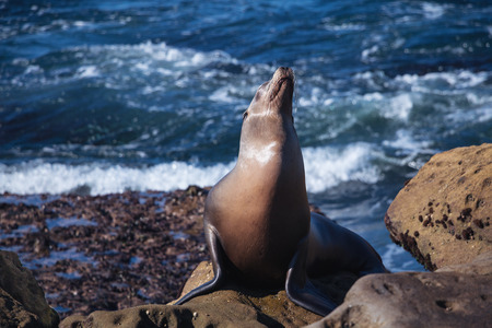 Sea lion basking in the sunの写真素材