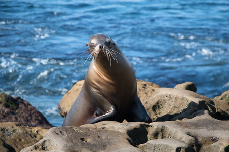 Sea lion winks at youの写真素材