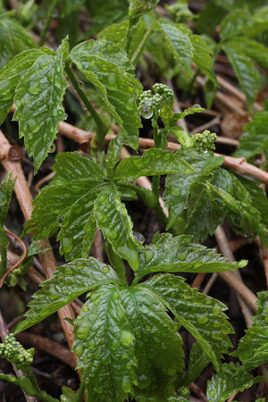 Leaves of a young plant with water droplets on the leaves