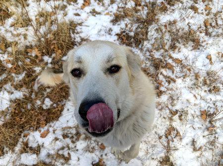Great Pyrenees and German Shepherd mix dog with tongue sticking out in the snow.