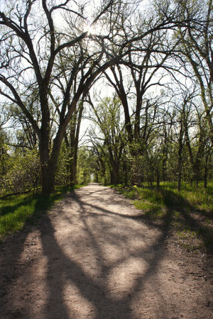 Sunset in the oak grove in spring. Spring landscape.の写真素材