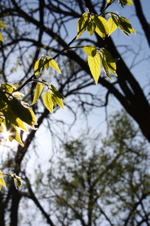 Sunlight shining through the leaves of a tree in springtime.の写真素材
