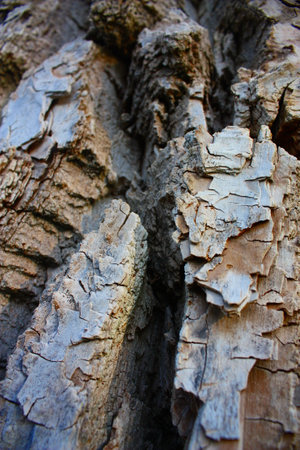 Bark of an old tree, close-up of the barkの写真素材