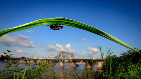 Long Bien brigde