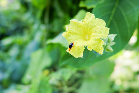 Black cucurbit beetle on the flower of luffaの写真素材