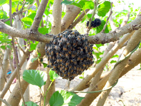 The bee is on the mulberry tree.の写真素材