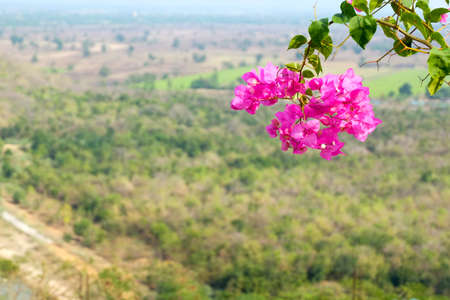 Pink Bougainvillea on the mountainの写真素材