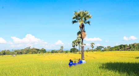 People in the rice fieldの写真素材