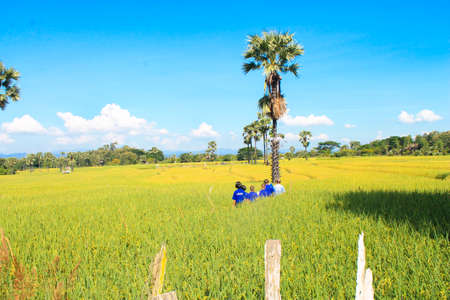 People in the rice fieldの写真素材