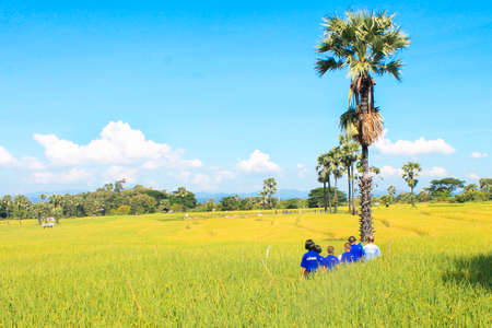 People in the middle of rice with beautiful sky.の写真素材