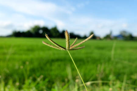 Grass is in rice field, Depth of Fieldの写真素材