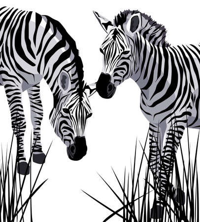 Background illustration with zebras  のイラスト素材