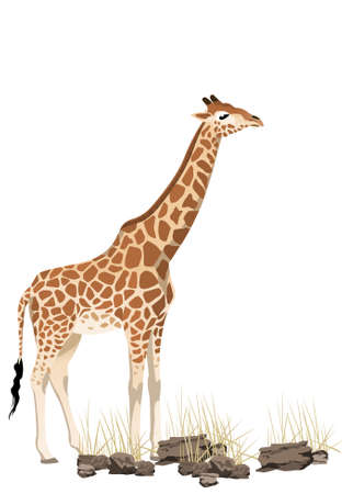 Abstract giraffe illustration with rocks and bushのイラスト素材
