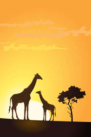 Illustration of two giraffes in the sunsetのイラスト素材