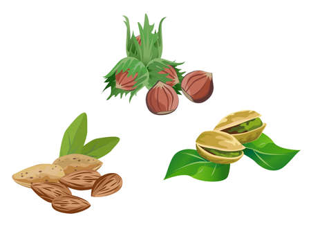 Illustration of nuts, isolated on white backgroundのイラスト素材